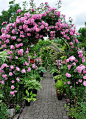 Rose Arches