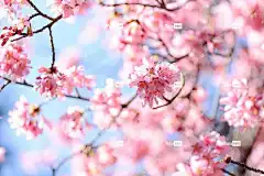 景观 花壁纸 自然 植物 自然 美丽的花朵 鲜花 樱桃树 春天