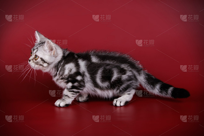 短毛猫,美国,彩色背景,可爱的,背景分离...