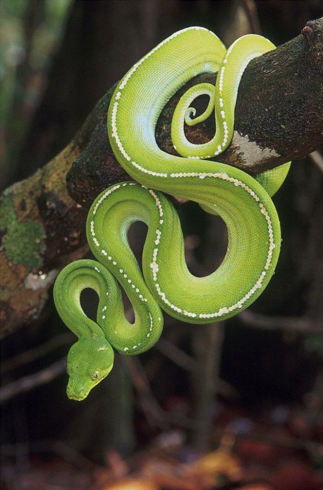 Green Tree Python my...