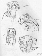 简笔画素材《豹子画法》