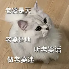 小猫咪表情包之哄老婆篇～ - 小红书