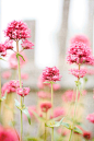 Flower Photography Nursery Art Pink Flower by BLintonPhotography：Puffy, bright pink balls of tiny flowers atop tall stems. The color reminds me of bubblegum. Very delicate and dreamy, perfect for a little girls room or nursery.

