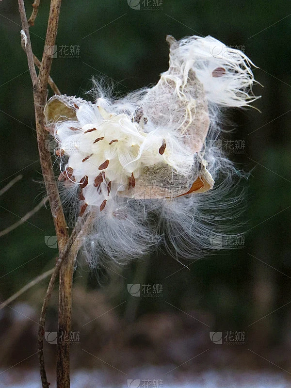 马利筋豆荚-花瓣网