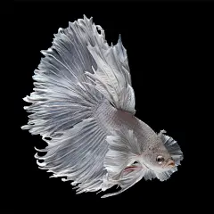 【还记得 iPhone 6s 震撼的内置壁纸么？】iPhone 6s 发布会宣传视频中，一组泰国斗鱼的动态壁纸吸引了人们的眼球，展示出 iPhone 出色的视觉体验，作者 Visarute Angkatavanich 也逐渐的走入了人们的视线。PS：图5简直萌翻了
