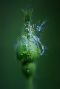 彩虹大拿采集到植物