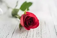 我走过无数的桥，看过无数的云，喝过无数种类的酒，却只爱过一个正当最好年纪的人。--沈从文 ​​​​