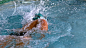 Premium stock video - Muscular swimmer doing the front stroke in the pool