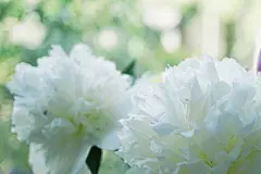 牡丹花高清摄影素材
