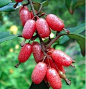 佛思果 番荔枝科热带果树，原产热带美洲。果实清甜，有特殊气味，根、叶可做药。
反正我们这是叫“羊乃乃”···