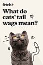 收藏到 Cats
