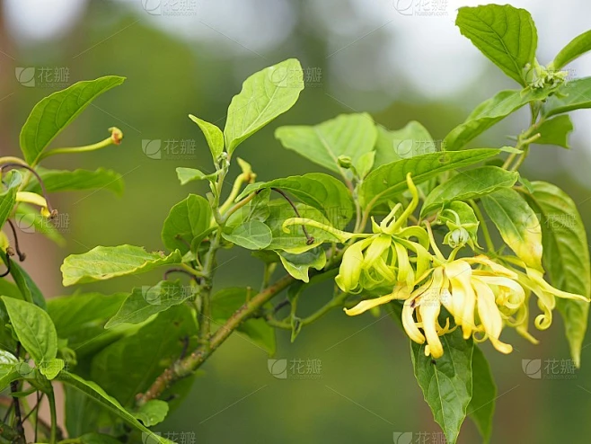 花名依兰依兰花波灰色树皮花束成一簇黄色或绿色的花瓣芬芳素材-花瓣网
