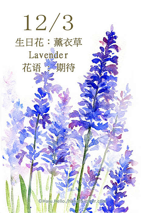 每日一花 12.3 生日花：-Haru....