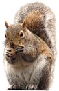 squirrel_PNG15815
