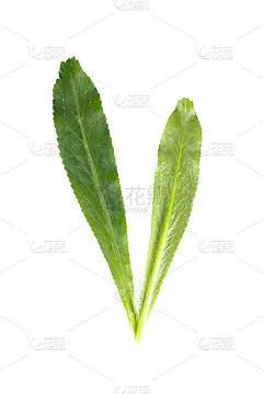 Culantro关闭