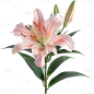 植物通用实景百合花花朵元素素材