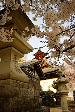 杜夏甜蜜素采集到风景