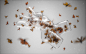 rafael-vallaperde-butterfly-bright-setup-final-lowres-01-1