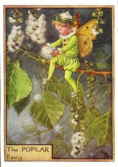 爱画画的小呆毛采集到Cicely Mary Barker