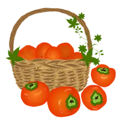 【米图网-52mitu.com】柿子 插画 手绘柿子