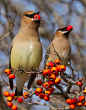 Photograph Cedar Waxwings by Lorraine Hudgins on 500px