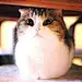 #花瓣爱萌物#看神马看，没见过胖纸吗？