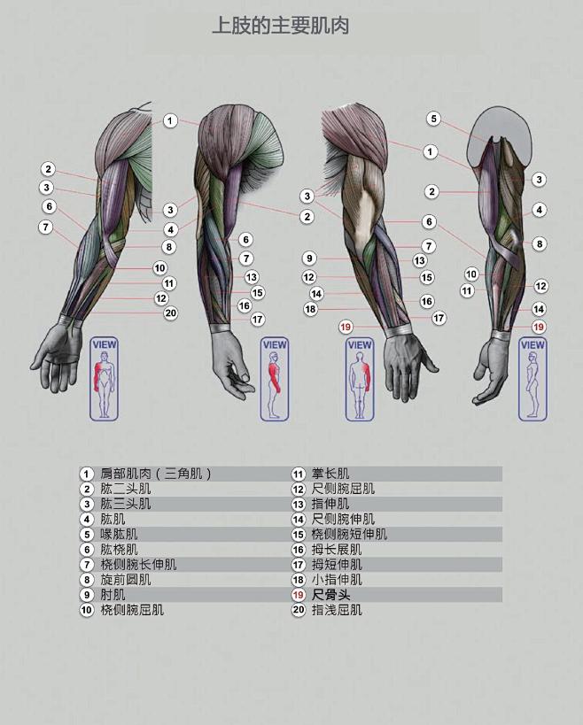 绘画手臂的主要肌肉结构