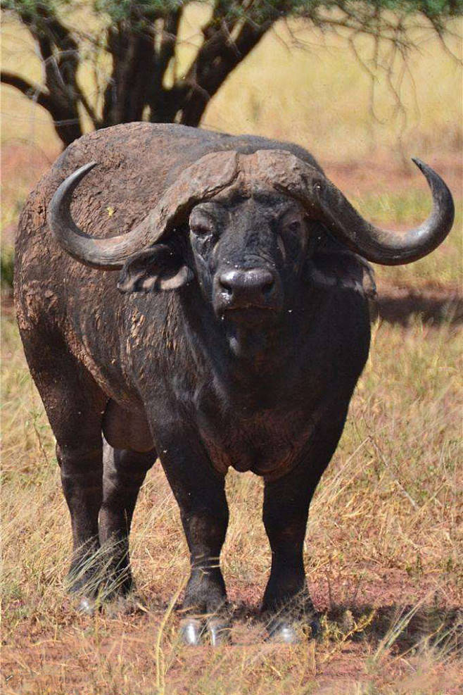 偶蹄目反刍亚目牛科牛亚科坦桑尼亚水牛