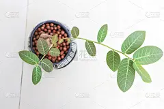菲兰图斯米拉比利斯 ， 菲兰西工厂