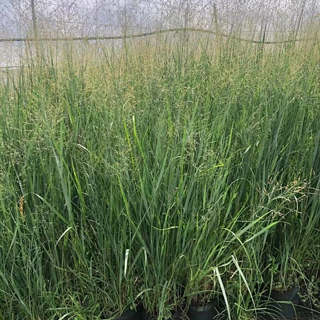 重金属柳枝稷-花瓣网