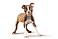 Ty Foster | Animal and Dog Photographer | OVERVIEW | 16 : Ty Foster specializes in  lifestyle and studio animal and dog photography.  Based in Connecticut 