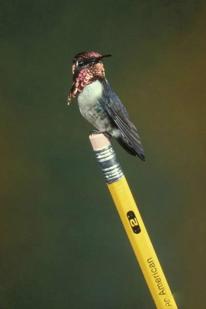 蜂鸟目蜂鸟科吸蜜蜂鸟属吸蜜蜂鸟雄