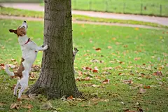 点击来源直接获取大图文件 |Dog chasing squirrel up a tree, but it is hiding on other side