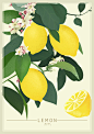 柠檬植物插画