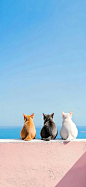背对镜头却藏不住满屏的萌态～猫咪背影杀