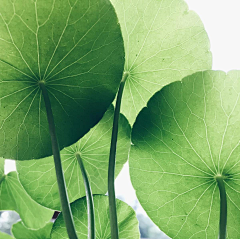 jiejieの采集到花草植物背景