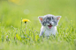 幻灯片 60 - 54: A small grey, white and orange kitten is outside in the grass alone. In this frame the cat is looking curious and giving lots of effort to get out a big meow. In this frame the kitten is sitting next to a dandelion.