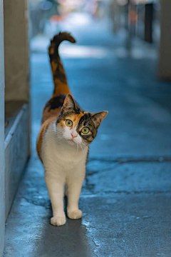 小丫u采集到猫猫