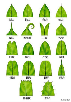 八分之一披萨采集到日常-学习