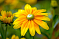 General 1920x1277 flowers plants yellow flowers