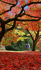 秋天的颜色。Westonbirt植物园，格洛斯特郡，英国