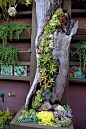 Succulent in hollow log. Vertical planting. At Succulent Cafe in Oceanside, CA ~ such a great idea!: Vertical Plant, Tree Trunk Planter, Art Sculpture, Log Plants, Succulent Container, Tree Trunk Idea, Log Garden