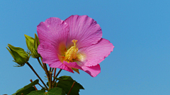 〆流年亦夢╮采集到花卉•芙蓉花