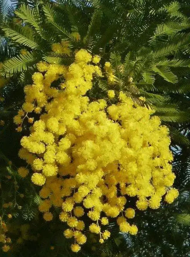 金合欢别名鸭皂树刺球花信息树等