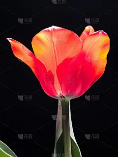 春季花卉系列，单株红色郁金香