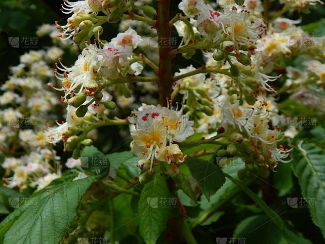 树上开着的栗子花
