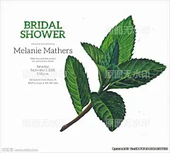 薄荷绿叶请柬贺卡植物文艺插图画