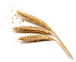 grain_Crop2.png (787×644)