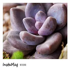 莹莹鲁的多肉名片