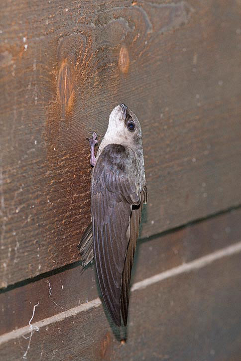 雨燕目雨燕科硬尾雨燕属烟囱雨燕